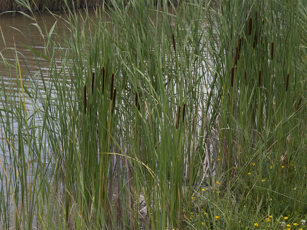 Typha angustifolia